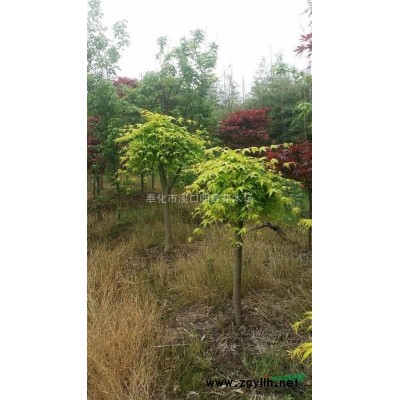 浙江地区供应桂花