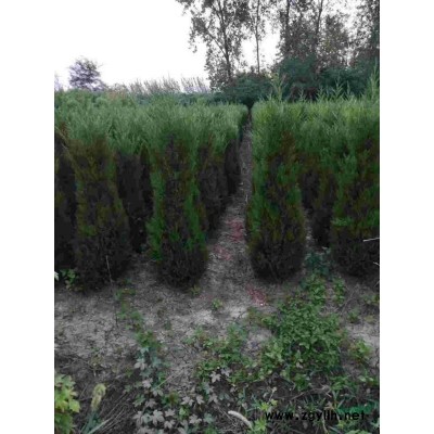 桂花，精品桂花