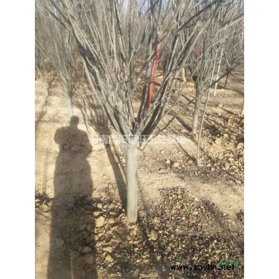 河南地区供应大叶女贞15至20的