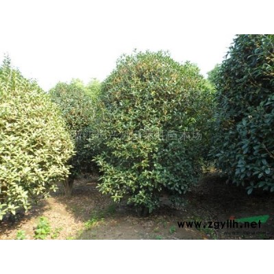 精品桂花图片\精品桂花报价