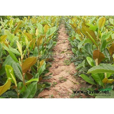 精品8-15公分大叶女贞热销中