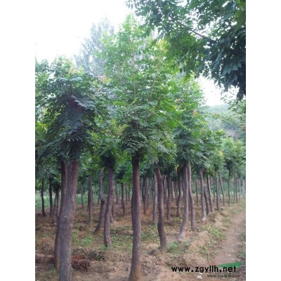 大叶女贞装车图片\大叶女贞装车报价