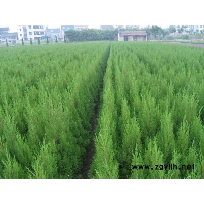 蜀桧、龙柏（球）、大叶女贞、红叶石楠