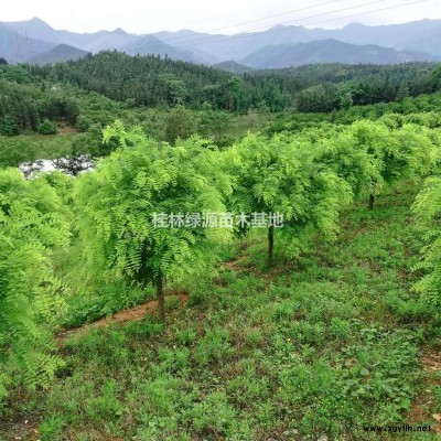 供应大量15-40公分精品桂花 广西货源