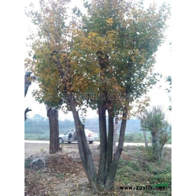 *便宜大叶女贞/*便宜大叶女贞供应/河南*便宜大叶女贞