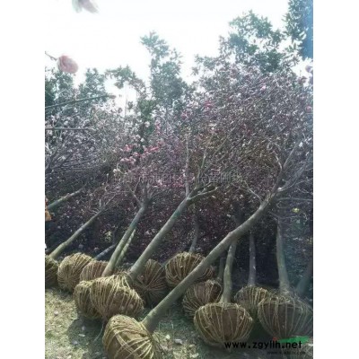 江苏南京大叶女贞 江苏大叶女贞供应 出售江苏南京大叶女贞价格