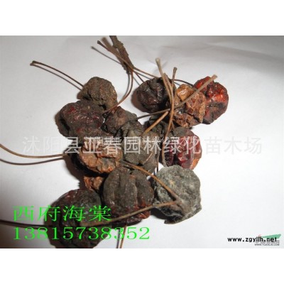 新采的林木树种 高杆女贞种子 大叶女贞种子 高杆绿化女贞