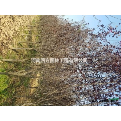 大叶女贞