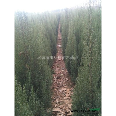 桂花苗、嫁接八月桂花苗