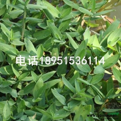 大叶女贞 高杆女贞 树苗基地直销 低价批发图3