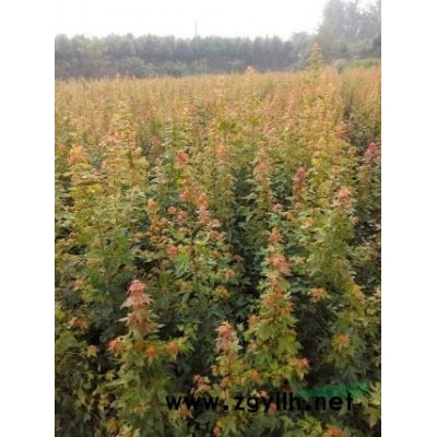 大量2一5公分桂花苗