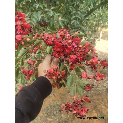 江西九江供应5-7公分桂花 无中介