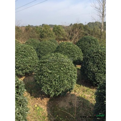 大叶女贞报价/浙江大叶女贞报价