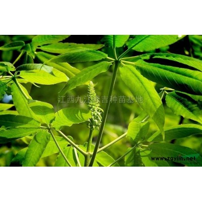 大叶女贞供应/大叶女贞图片