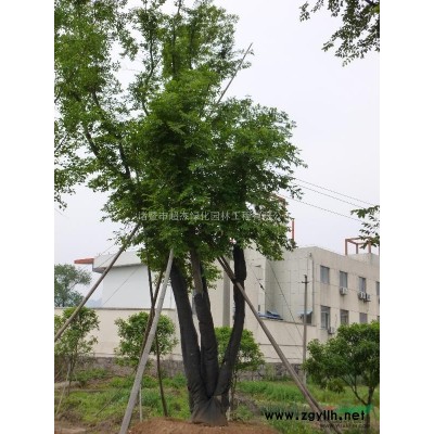 超杰园林苗圃高速公路动迁，桂花、红花继木桩、香樟、香橼等出售