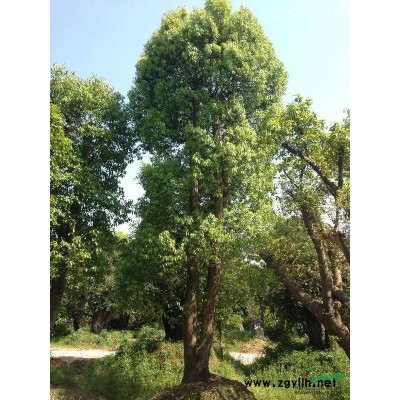 香樟 编号：8556