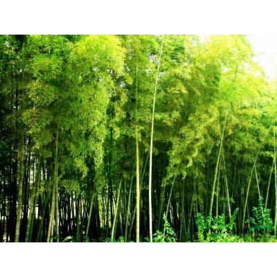 香樟图片\香樟报价图2