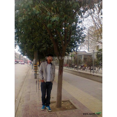 香樟、出售香樟、香樟价格、香樟供应