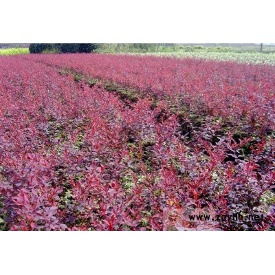 雪松,银杏，月季（130种）