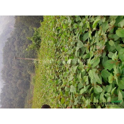 香樟树
