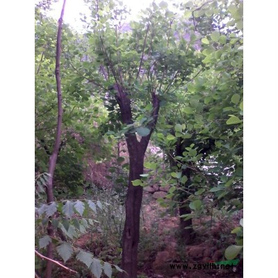 香樟供应/香樟图片