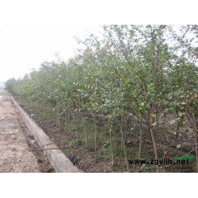 供应红枫，鸡爪槭，樱花，紫薇，西府海棠，垂丝海棠，香樟