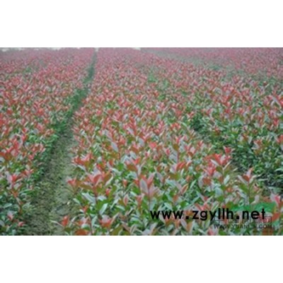 陕西大量出售香樟小苗