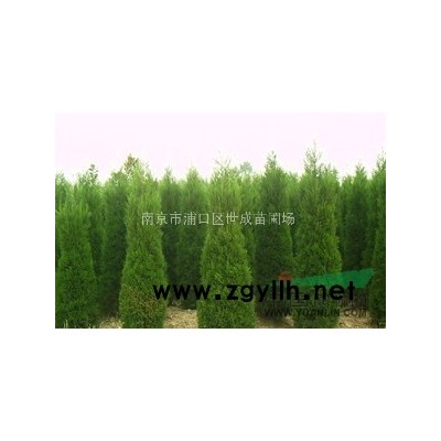 南京香樟价格*低/香樟*新信息