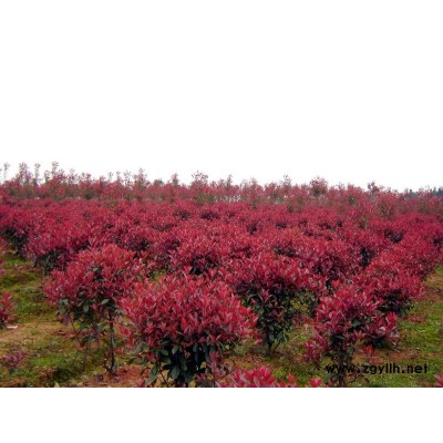 杨梅树、楠木、香樟、红花继木球、桂花