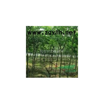 优质香樟供应——句容地之缘苗圃