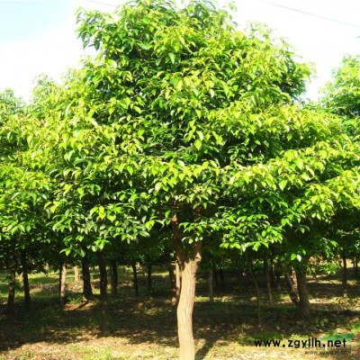 香樟图片\香樟报价