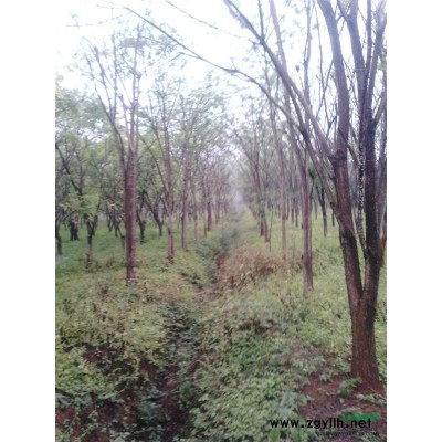 大量出售供应香樟树
