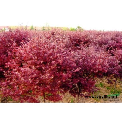 香樟树；紫薇，桂花，广玉兰