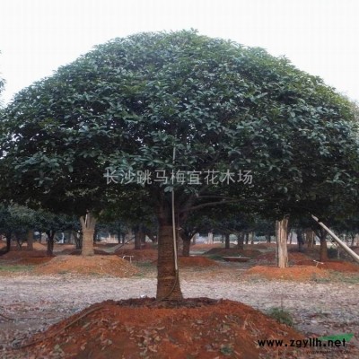 供应香樟 湖南香樟 大规格香樟 移栽香樟