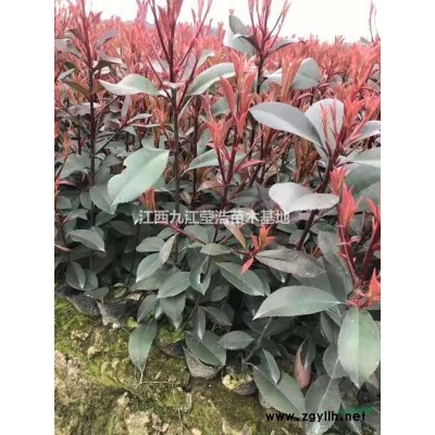 江西桂花树 九江桂花基地图片/江西桂花树 九江桂花基地报价