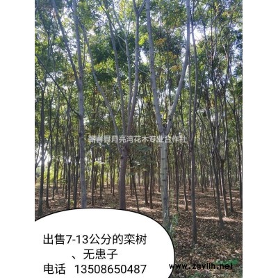 供3-8公分桂花、紫薇，8—20公分栾树、无患子