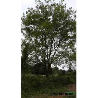 供应桂花树18-22公分米径