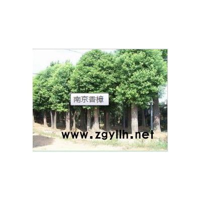 香樟价格 香樟价格-南京山泉苗圃场