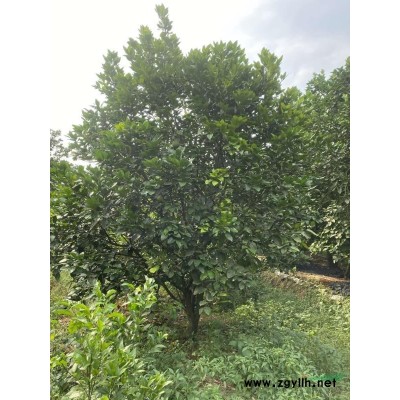 广西桂林低分枝桂花树