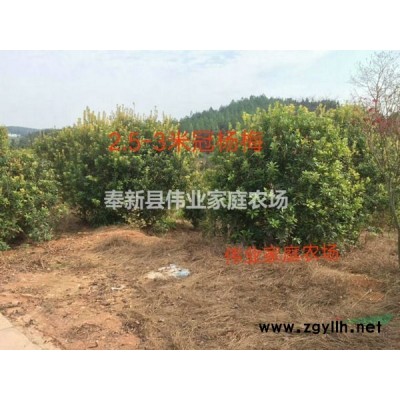 精品桂花D23D24D25D26D27D28公分四季桂八月桂桂花苗圃基地江西奉新伟业苗木