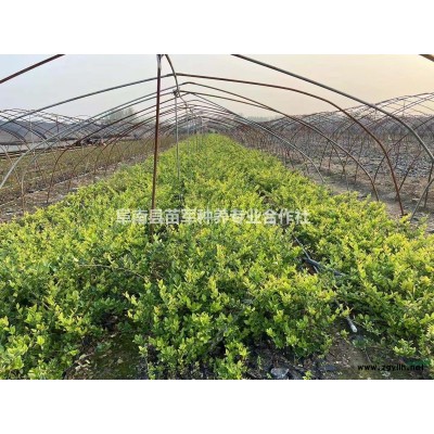 退林还耕：大叶女贞，法国梧桐