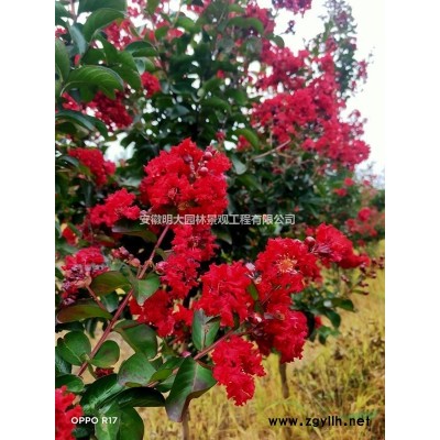 安徽滁州大叶女贞、高杆女贞、精品大叶女贞、