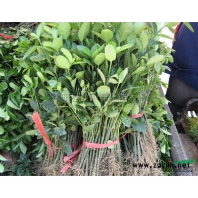 江苏大叶女贞介绍