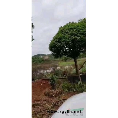 低价格供应桂花树苗