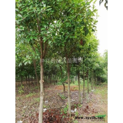 钟祥市振兴苗圃场供应各种规格大叶女贞