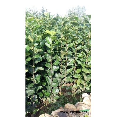 2020年河南南阳大叶女贞新报价