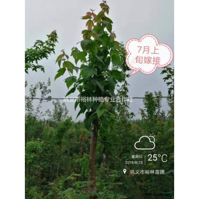 郑州供6-12公分 大叶女贞