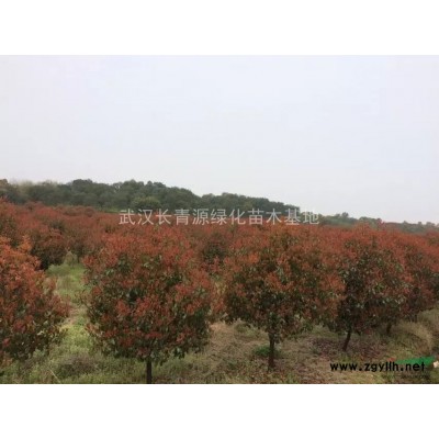 万株10-12-15公分高杆桂花供应~~~~~~~~~~