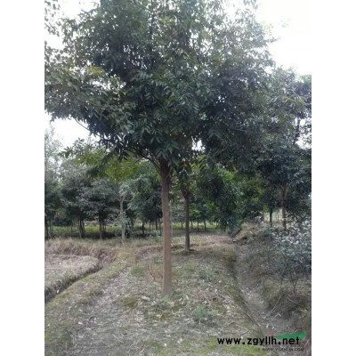 浙江长兴 大量供应 大叶女贞 欢迎致电！