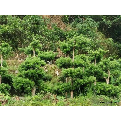 桂花，江西八月桂